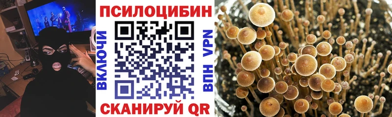 Купить закладки  Шиханы  Псилоцибиновые грибы MAGIC MUSHROOMS 